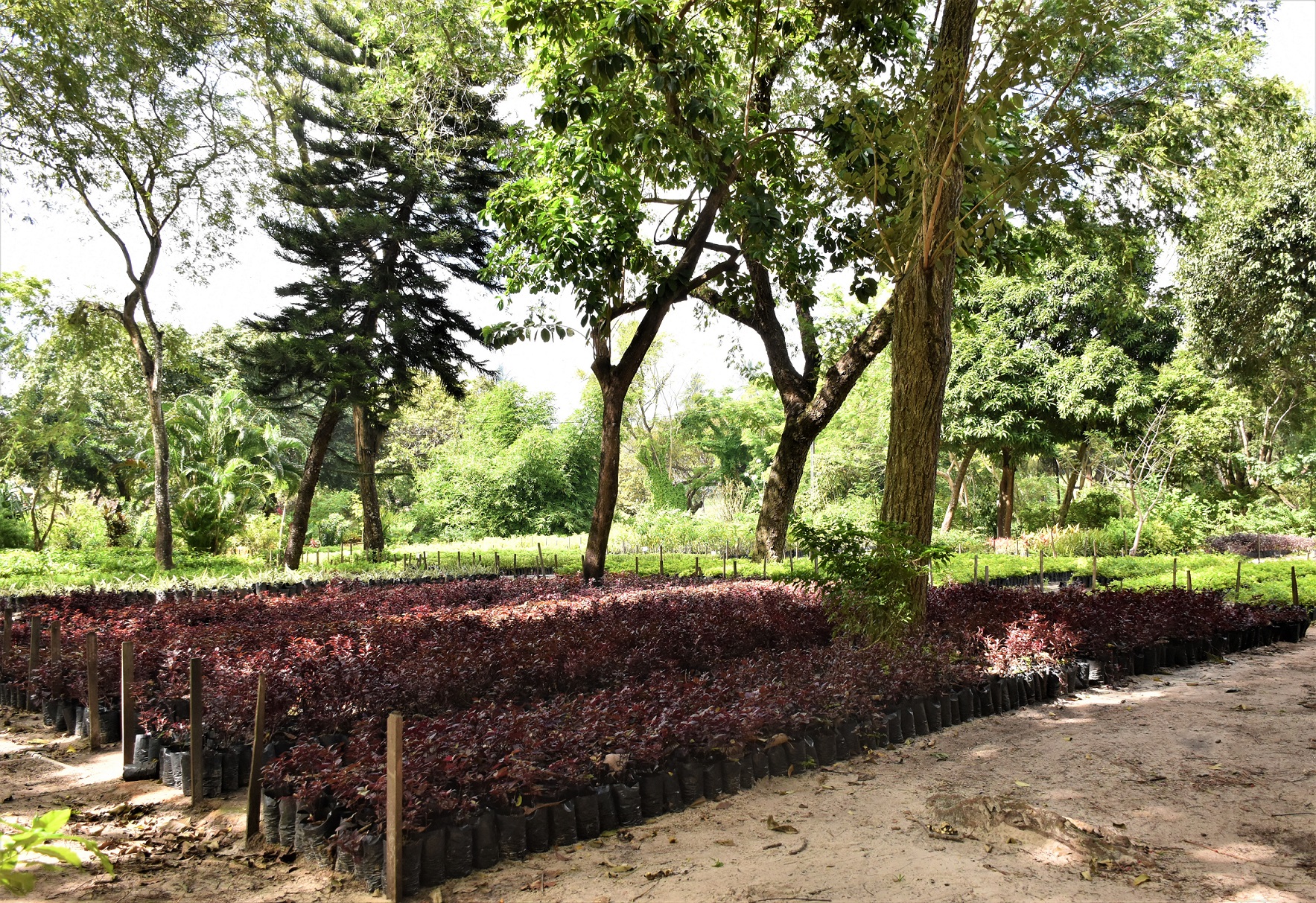 imagem mostra o horto municipal